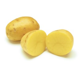 gold potato